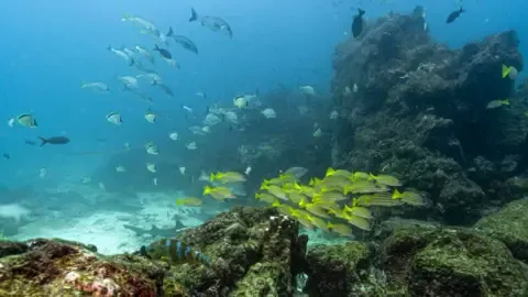 Historic Marine Agreement Crosses Key Milestone to Become Law